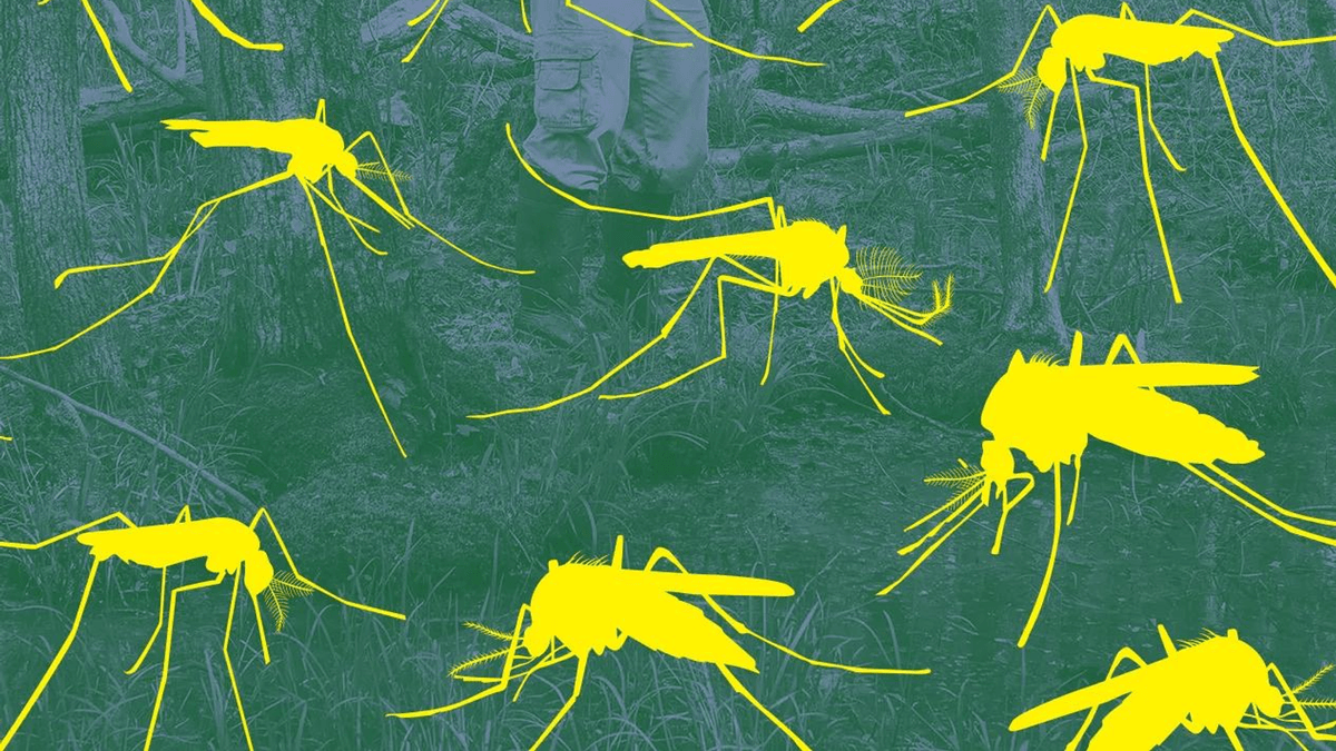 Due morti di malaria all'aeroporto di Francoforte: probabilmente una zanzara arrivata in aereo