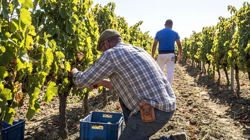Vendemmia anticipata di 10 giorni: colpa del caldo record